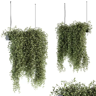 Indoor plants 3d model