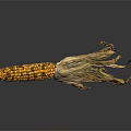 Ripe Corn Cob With Orange And Brown Kernels Dried Husks On Dark Reflective Background