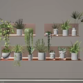 Stylish Indoor Hanging Basket Plants On Wall Shelves With White Pots And Greenery