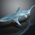 Realistic Blue Shark Model Swimming With Silver Blue Body And Reflection On Dark Surface