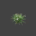 Vibrant Green Shrub Featuring Lush Foliage Small White Flowers And Long Leaves