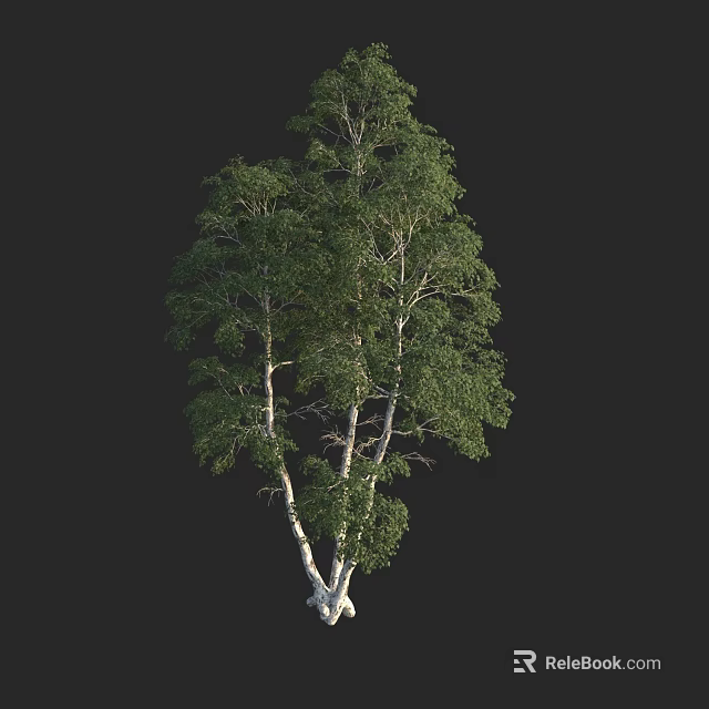 Tall Elegant Birch Tree With Dual White Trunks And Green Lush Foliage 3d model 