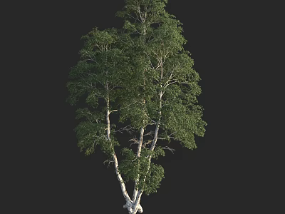 Tall Elegant Birch Tree With Dual White Trunks And Green Lush Foliage 3d model