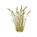 3D Rendered Golden Wheat Plant With Multiple Ears On Dark Background