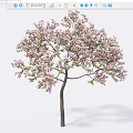 Various Flowering Trees With Pink Blossoms Green Leaves And Diverse Canopies