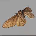 Brown Moth With Textured Spread Wings On Dark Gradient Background