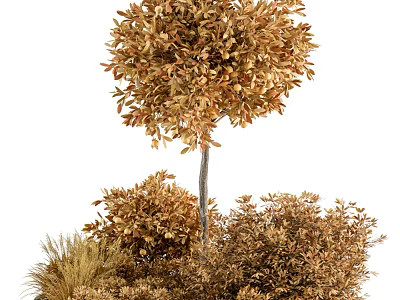 Plant Combination with Various Shrubs Small Trees and Golden Grasses 3d model