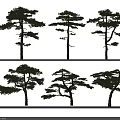 Arbor Pine Trees Displaying Tall Trunks Various Shapes And Lush Green Foliage 3d model