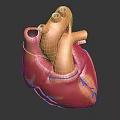 Detailed Human Heart Organ 3D Model with Anatomical Structure and Blue Vessels