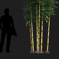 Tall Green Bamboo Plants With Lush Leaves And Person Silhouette In Landscape