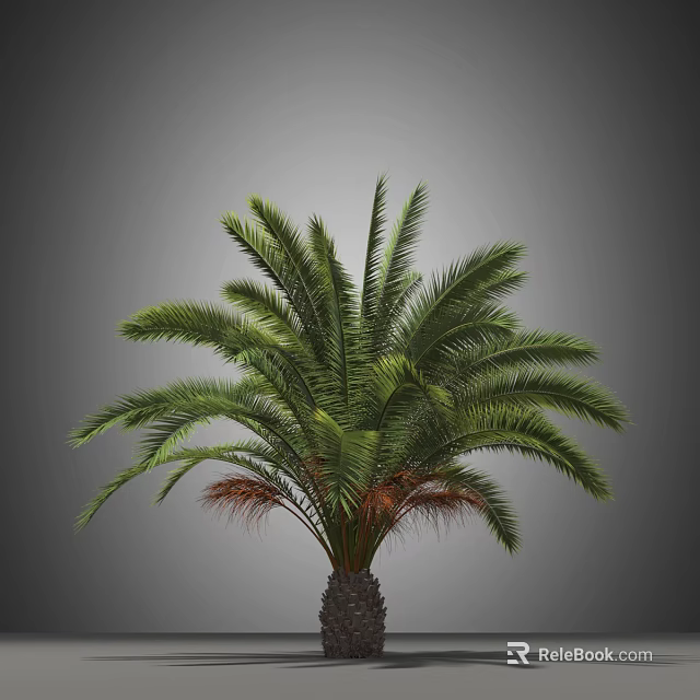 Lush Green Palm Tree With Brown Trunk Base And Gray Background 3d model 