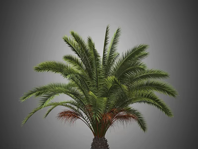 Lush Green Palm Tree With Brown Trunk Base And Gray Background 3d model