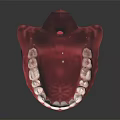 Dental Model of Human Jaw with Teeth and Gums Structure Anatomy