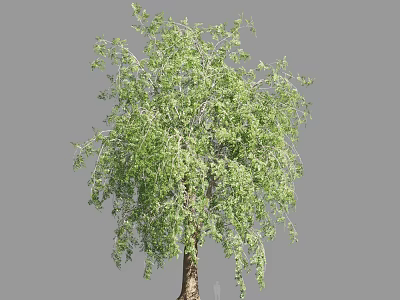 Beautiful Weeping Willow Tree with Green Hanging Branches and Lush Foliage 3d model