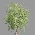 Beautiful Weeping Willow Tree with Green Hanging Branches and Lush Foliage