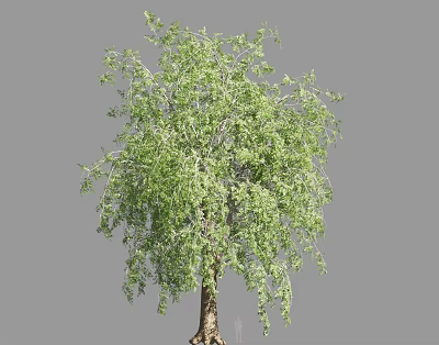 Beautiful Weeping Willow Tree with Green Hanging Branches and Lush Foliage 3d model