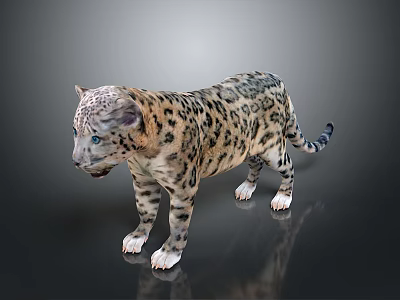 Realistic 3D Snow Leopard Cub With Spotted Fur Standing On Reflective Surface 3d model