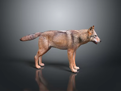 Realistic 3D Wolf Model With Detailed Fur And Natural Stance On Dark Surface 3d model