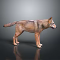 Realistic 3D Wolf Model With Detailed Fur And Natural Stance On Dark Surface