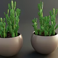 Potted Cactus Plants with Green White Spots in Light Gray Spherical Pots for Indoor Decor