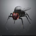 Fly with red compound eyes black body and transparent wings on reflective surface
