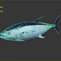 Sleek Tuna Fish With Blue Silver Body Black Fins And Tail On Dark Background