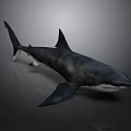 Detailed Shark With Open Mouth Sharp Teeth And Dorsal Fin On Dark Surface