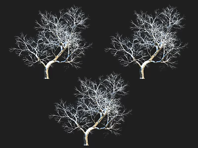 Leafless Arbor Trees With Clear Trunk And Branches On Black Background 3d model