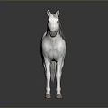 White Horse with Silver Mane Standing on Dark Background with Reflection 3d model