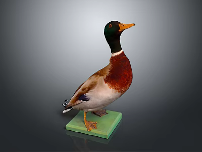 Wild Duck Standing With Green Head And Brown Body On Green Base 3d model