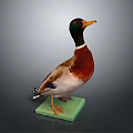 Wild Duck Standing With Green Head And Brown Body On Green Base
