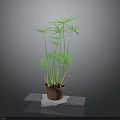 Green Leafy Potted Plant In Brown Pot On White Platform With Gray Background
