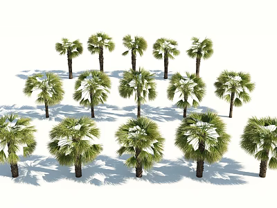 Multiple Palm Trees With Green Fronds And Trunks Arranged On White Background With Shadows 3d model