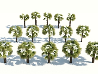 Modern Palm Tree 3d model