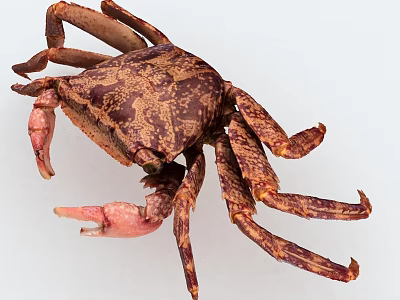 Brown Patterned Crab With Pink Claws And Long Legs On White Background 3d model