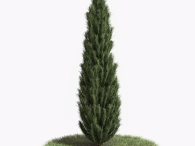 Tall Green Tree with Lush Foliage Standing on Fresh Green Grass 3d model