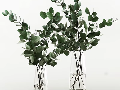 Transparent Glass Vases With Lush Green Eucalyptus Leaves On White Background 3d model