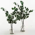 Transparent Glass Vases With Lush Green Eucalyptus Leaves On White Background