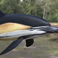 Black And White Dolphin With Yellowish Belly And Long Beak Swimming In Natural Habitat