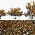 Arbor Trees with Orange Yellow Leaves in Various Growth Forms and Detailed Foliage