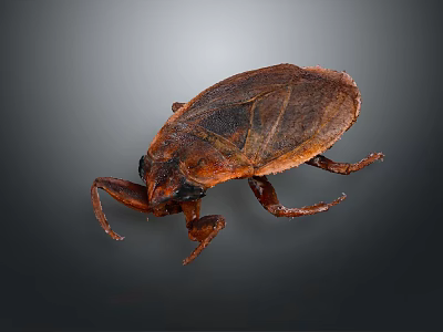 Brown Beetle With Wings And Legs On Dark Background Surface 3d model