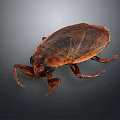 Brown Beetle With Wings And Legs On Dark Background Surface