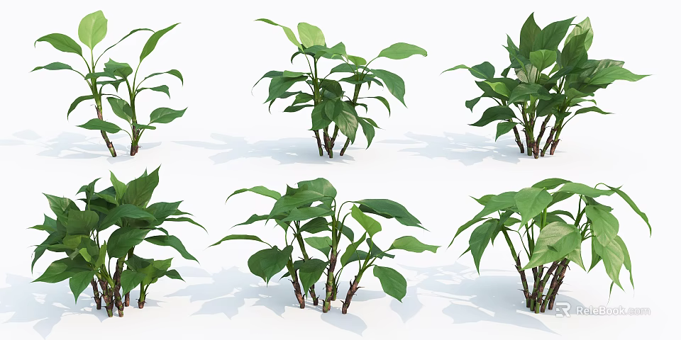 Green Plants With Various Forms Broad Leaves And Thin Stems On White Background 3d model