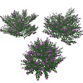 Three Clusters of Lush Green Shrubs With Purple Small Flowers in Bloom