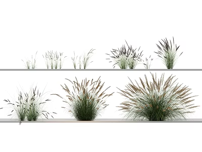 Various Herbaceous Plants On Shelves With Slender Leaves And Purple Dark Spikes 3d model