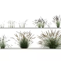 Various Herbaceous Plants On Shelves With Slender Leaves And Purple Dark Spikes