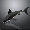 Grey Shark with Reflection on Dark Background in Studio Setting Showing Sleek Body 3d model