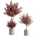 Indoor Decorative Bonsai Plants With Red Leaves In Gray Ceramic Pots