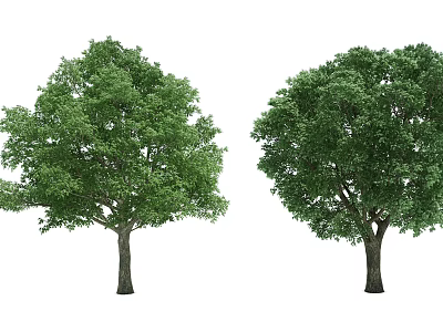 Tree 3d model Tree 3d model