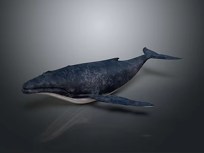 Whale 3D Model With Dark Blue Skin On Gray Background And Soft Lighting 3d model